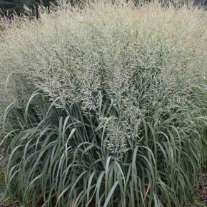 Panicum 'Niagara Falls' - deer resistant switchgrass, with broad clumps and wide leaves ©Walters Gardens
