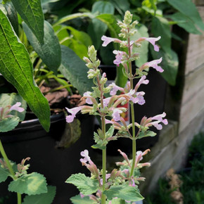 Catmint 'Pink Pixie' - adaptable and easy perennial for sunny bed ©US Perennials