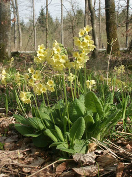 Primula elatior - small plant for partial shade or shade, goes well with hosta or Epimedium ©BerndH