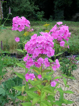 Phlox amplifolia 'Minnehaha' - tall garden phlox with wonderful Native American name ©US Perennials