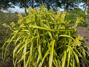 Bulrush 'Stars and Stripes' - cultivar of moisture loving native plant ©Intrinsic Perennial Gardens