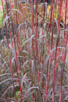 Andropogon gerardii 'Holy Smokes' - cultivar of native grass with silvery foliage and red-purple stems ©Intrinsic Perennial Gardens