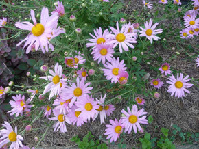 Hardy Mum 'Country Girl' - excellent cut flower and long flowering perennial ©Rob Chambon