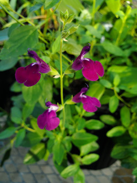 Salvia x microphylla 'Amethyst Lips' - long flowering tender perennial ⒸSam Bahr