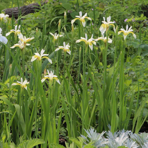 Slender Blue Iris 'Rabun  White' - delicate looking native plant for average to moist/wet soils ©US Perennials