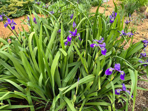 Iris x robusta 'Gerald Darby' - vigorous and adaptable Iris that likes wet feet ©Irvin Etienne