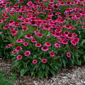 Coneflower 'Delicious Candy' - all season flowering perennial ©Walters Gardens Coneflower 'Delicious Candy' - all season flowering perennial ©Walters Gardens