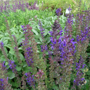 Salvia nemorosa 'Mainacht' ('May Night') - Meadow Sage 'Mainacht' -early summer flowering perennial Salvia nemorosa 'Mainacht' ('May Night') - Meadow Sage 'Mainacht' -early summer flowering perennial