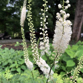 Actaea racemosa var. cordifolia - reliable perennial for wet spot or clay soil Actaea racemosa var. cordifolia - reliable perennial for wet spot or clay soil