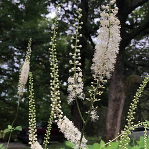 Appalahian Bugbane - Actaea racemosa var. cordifolia - deer tolerant perennials Appalahian Bugbane - Actaea racemosa var. cordifolia - deer tolerant perennials
