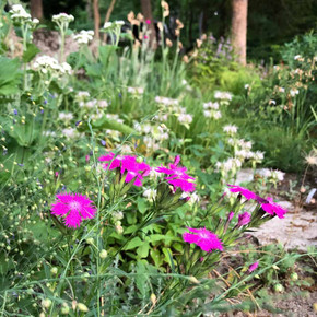 Sweet William 'Rockin' Purple ' in naturalistic garden ©US Perennials