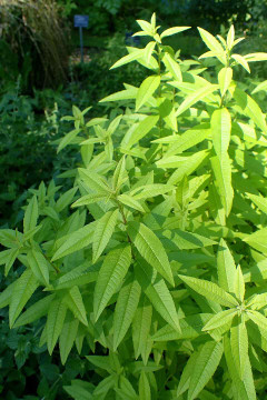 Lemon Verbena - strongly aromatic lemon herb for the garden or containers ©Krzysztof Ziarnek