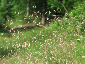 Crinkled Hair Grass - native cool season grass for drier half shade or dry shade ©Schwetzinger Hardt