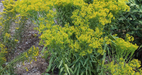 Ohio Goldenrod - one of the best performing Solidago in Mt. Cuba trials ©Mt. Cuba