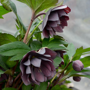 Helleborus - Lenten Rose 'Dashing Groomsmen' - dry shade tolerant perennial ©Walters Gardens