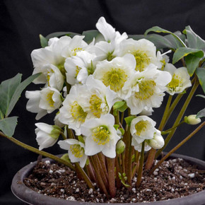 Black Hellebore 'Snowbells' - earlier blooming and more delicate lenten rose ©Walters Gardens