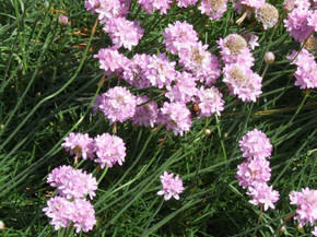 Great Thrift - smaller perennial for dry and drained soil ©Jerzy Opioła