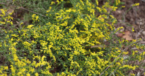 Solidago harrisii - shorter arching goldenrod for dry garden or free draining soils ©Mt. Cuba