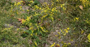 Harris' Golderod - pollinator plant for dry garden, xeriscape or dry slopes ©Mt. Cuba