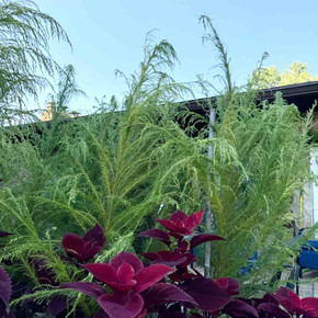 Dog Fennel - unique looking native plant suitable for pollinator garden or big containers ©US Perennials