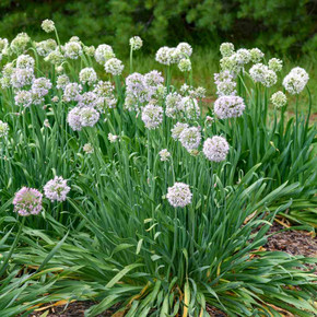 Ornamental Onion 'Bobblehead' - summer blooming perennial, fully deer resistant ©Walters Gardens