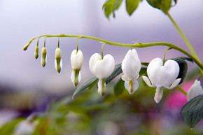 Dicentra spectabilis 'Alba' - charming spring perennial for half shade or shade garden ©David J. Stang