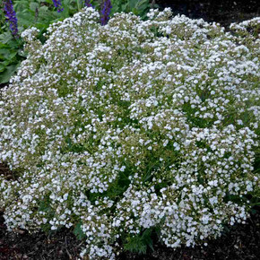 Baby's Breath 'Festival Star' ® -  great rose companion and traditional filling plant for sunny garden ©Walters Gardens
