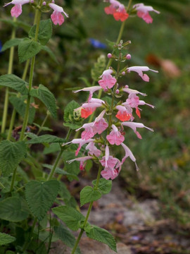Salvia coccinea 'Coral Nymph' -  easy to grow plant with very long flowering season ©Tatiana Gerus