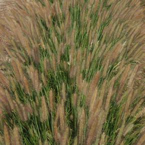 Pennisetum 'Jambalaya'  - one of the new sterile, non-seeding varieties of Fountain Grass ©Emerald Coast Growers