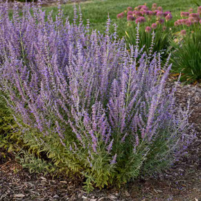 Russian Sage 'Sage Advice' - deer, rabbits, drought and heat resistant perennial ©Walters Gardens