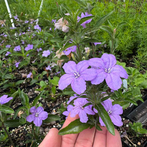 Carolina Wild Petunia - drought tolerant and easy to grow wildflower for partial shade and drier soil ©US Perennials