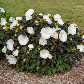 Hibiscus  'Cookies and Cream' - dark leaved showy summer blooming and early fall blooming perennial with large flowers ©Walters Gardens