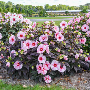 Hibiscus 'Starry Starry Night' - show-stopping perennial  with nearly black leaves ©Walters Gardens