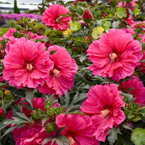 Hibiscus  'Watermelon Ruffles' - showy summer blooming/early fall blooming perennial with large ruffled flowers ©Walters Gardens