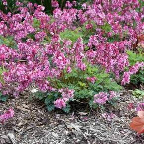 Dicentra 'Pink Diamonds' - long season flowering perennial ©Walters Gardens