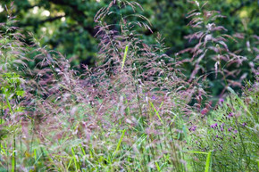 Purpletop Tridens in Kelly Norris's garden ©Kelly Norris