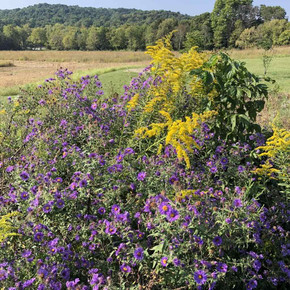 Aster novae-angliae - New England Aster with another perennial - Solidago canadensis in prairie planting