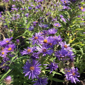 Aster novae-angliae - New England Aster - fall flowering perennial