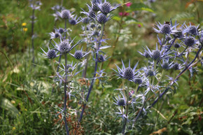 Eryngium 'Blaukappe' - drought tolerant perennial for sunny and dry garden ©Rb-bigorre