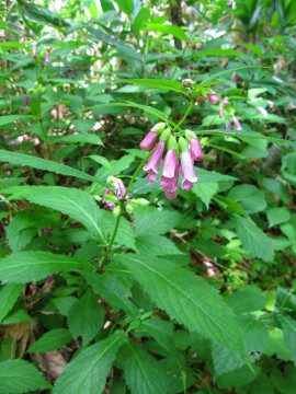 Chelonopsis yagiharana - smaller shade tolerant perennial with late blooming period ©Quert1234
