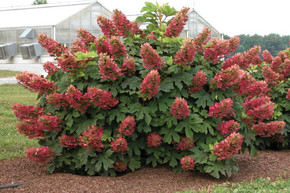 Hydrangea quercifolia 'Rubby Slippers'- later summer flower color ©Creek Hill Nursery