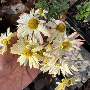 Hardy Garden Mum "Pale Yellow" - fall flowering perennial that attracts butterflies and native bees ©US Perennials