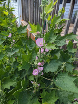 Kankakee Mallow - Iliamna remota - long flowering perennial ©Will Forster