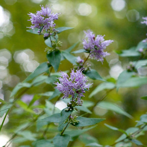 Dittany - Cunila origanoides - scented native perennial for monarchs and pollinators Dittany - Cunila origanoides - scented native perennial for monarchs and pollinators