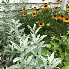 Prairie Sedge - Artemisia ludoviciana - native perennial with nice gray leaves