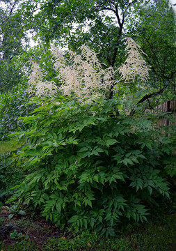 Aruncus dioicus - Goat's beard - native perennial for partially or shaded garden with consistent moisture