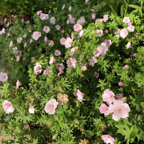 Bloody Cranesbill 'Striatum'  - Geranium sanquineum 'Striatum' - ground covering perennial, tough and adaptable plant ©US Perennials