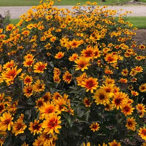 Heliopsis - False Sunflower 'Burning Hearts - good pollinator plant and easy to grow showy perennial ©US Perennials