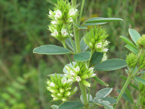 Round-head Bush Clover - Lespedeza capitata - drought tolerant native wildflower, best for natural areas, prairie gardens or prairies