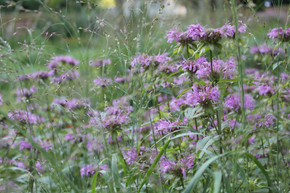 Wild Bergamot 'Claire Grace' - Monarda fistulosa 'Claire Grace' - perennial for sunny flower bed